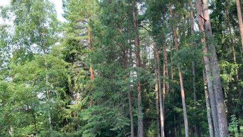Wild pine and birch forest under clear sky on quiet summer day. Mixed woodl.. Stock Footage 343261004