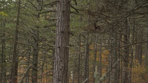 Wild pine forest in autumn Stock Footage 105738073