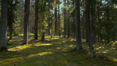 Wild pine forest with green moss under the trees. Stock Footage 106150408