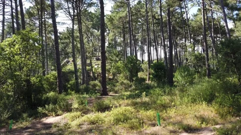 Wild pine forest with green moss under the trees. Stock Footage 132528913
