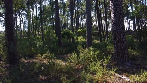 Wild pine forest with green moss under the trees. Video stock 132528918