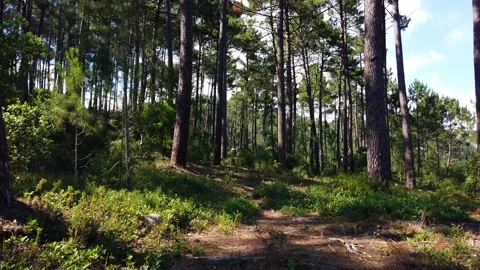 Wild pine forest with green moss under the trees. Stock Footage 132529263