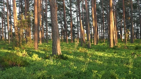 Wild pine forest with green moss and blueberries under the trees Stock Footage 135814441