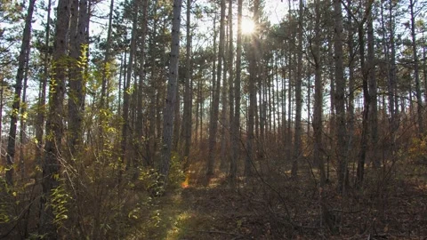 Wild pine forest with green moss under the trees. Stock Footage 146524775