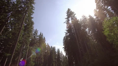 Wild pine forest with green moss under the trees. Moving between trees in bea Stock Footage 197343283