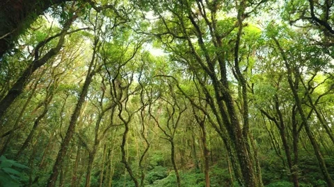 Wild pine forest with green moss beautiful sunny and sunrise in the forest Stock Footage 229830662