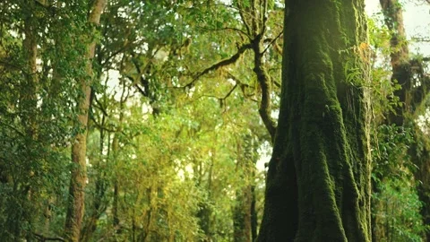 Wild pine forest with green moss under trees beautiful sunny and sunrise Stock Footage 230572446