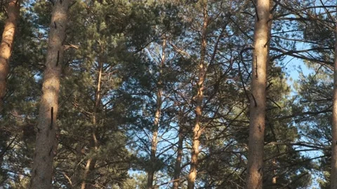 Wild pine forest with green . Moving between trees in beautiful sunny morning ju Stock Footage 156546793