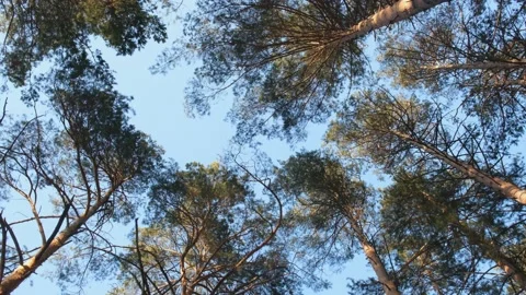 Wild pine forest with green . Moving between trees in beautiful sunny morning ju Stock Footage 156546953