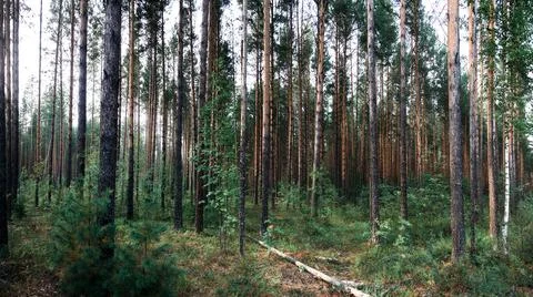 Wild pine forest with moss-covered hills. 스톡 사진