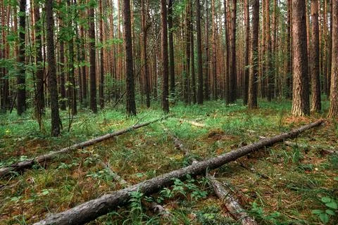 Wild pine forest with moss-covered hills. Foto stock