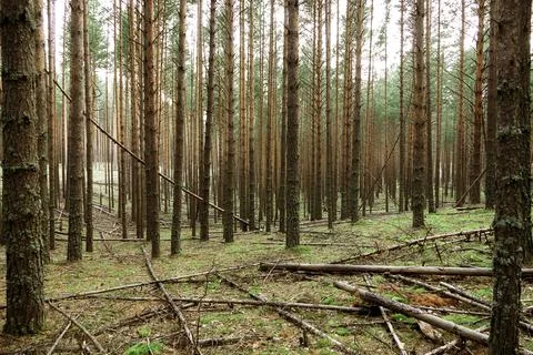 Wild pine forest with moss-covered hills. Foto stock