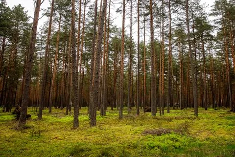 Wild pine forest. Nature background. Stock Photos