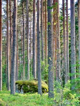 Wild pine forest Stock Photos