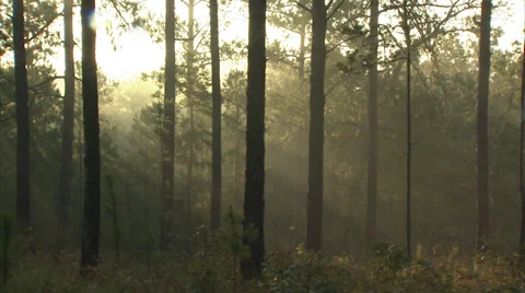 Wild pine forest with sun shafts 库存影片 36472780