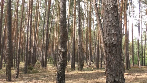 Wild pine forest video 4K Coniferous forest in the summer. Stock Footage 112644563