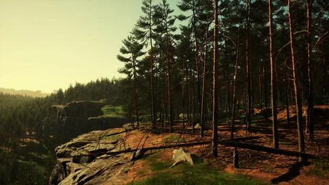 Wild pine trees at dawn during sunrise in a beautiful alpine forest Stock Illustration