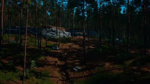 Wild pine trees at dawn during sunrise in a beautiful alpine forest Stock Illustration