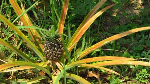 Wild Pineapple Bush Fotos Stock