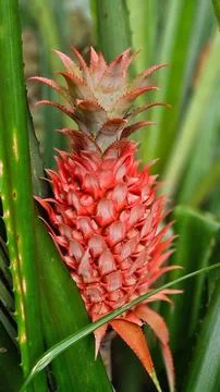 Wild pineapple growing Stock Photos