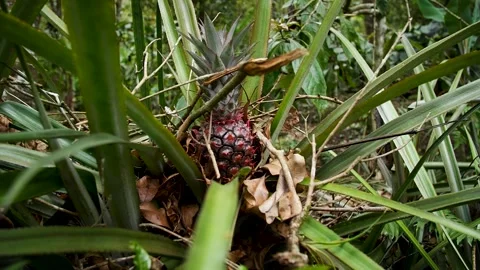 Wild pineapple in the jungle Stock Footage 278854747