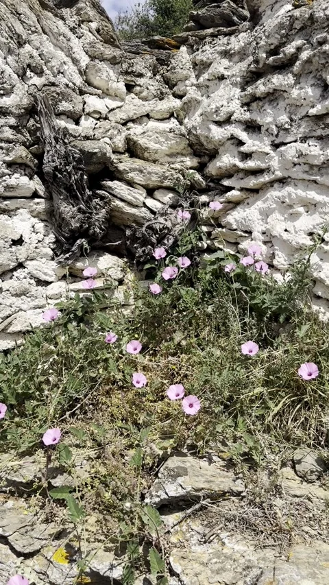 Wild Pink Bindweed Flowers on Old Rocky Wall with Slow Camera Movement Stock Footage 336964969