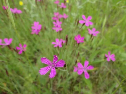 Wild pink carnations in the field Stock Photos