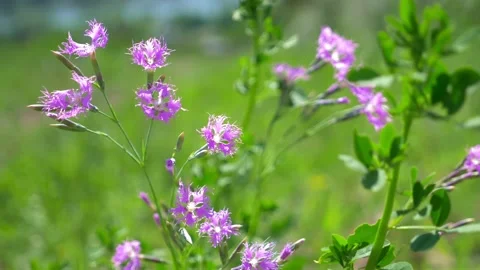 Wild pink carnations in a field in the wind. closeup Stock-Footage 131537874