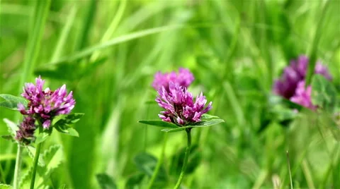 Wild pink clover Stock Footage 68680796