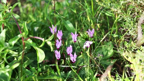 Wild pink cyclamens on wind Stock Footage 96835793