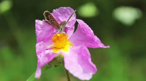 Wild pink flowers blowing in deep forest floor, Butterfly on the flower 스톡 동영상 46200557