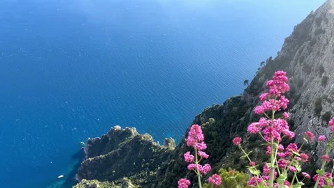 Wild Pink Flowers Limestone Cliffs Blue Mediterranean Sea Capri Italy Stock Footage 337815156