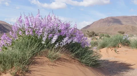 Wild pink flowers waving in the wind in Morocco desert Stock Footage