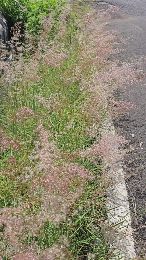 Wild Pink Grass on the Roadside blowing in the wind Stock Footage 292916431