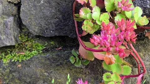 Wild  pink plants growing between coastal rocks Stock Footage 341895381