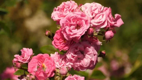 Wild pink rose 库存影片 91512765