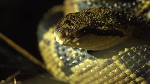 Wild Pit Viper in the Amazon Rainforest, Close up Panning Shot 스톡 동영상 86995820
