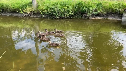 Wild pitching pours on a small river   Stock Footage 143953449