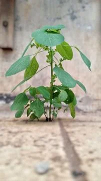 A wild plant, anting-anting tree or acalypha indica that grows. Stock Photos
