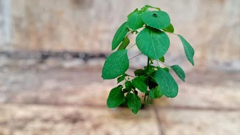 A wild plant, anting-anting tree or acalypha indica that grows. Stock Photos