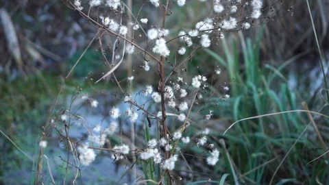 Wild plant with delicate white buds on a stream background Stock Footage 121106501