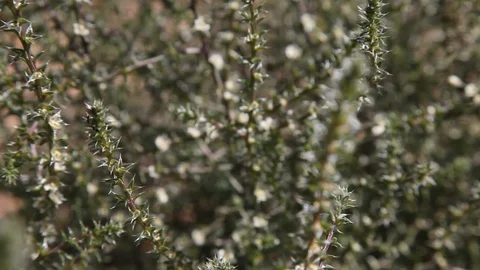 Wild Plant  Stock Footage 120422425