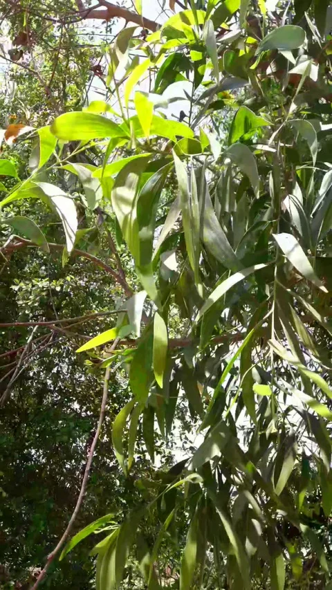 Wild plant Stock Footage 127635718