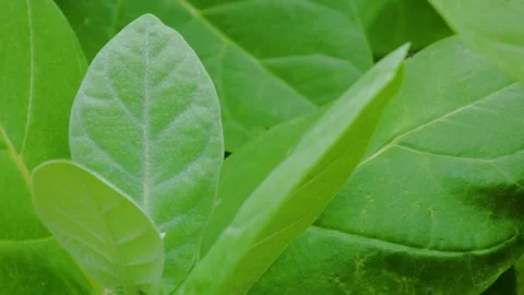 WILD PLANT Stock Footage 161401877
