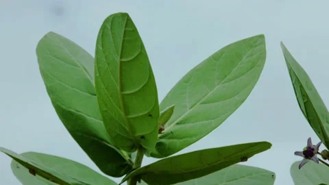 WILD PLANT Stock Footage 161402112