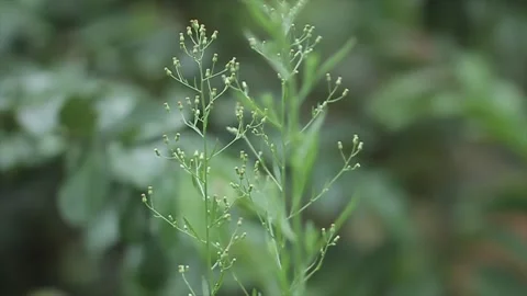 Wild plant Stock Footage 221030430