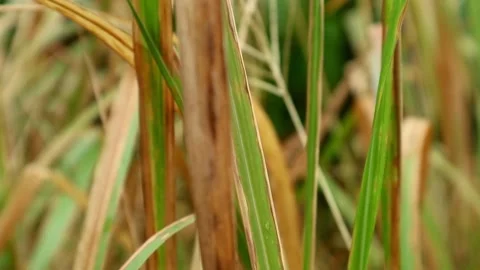 Wild Plant Stock-Footage 332497782
