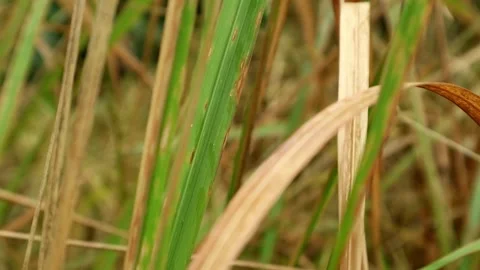 Wild Plant Stock-Footage 332497783