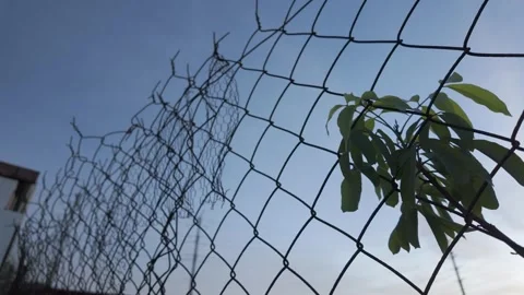 Wild plant on the galvanized chain link fencing mesh with blue sky. 動画素材 285515284