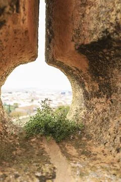 Wild plant growing in an arrow loop of the Belmonte castle Stock Photos